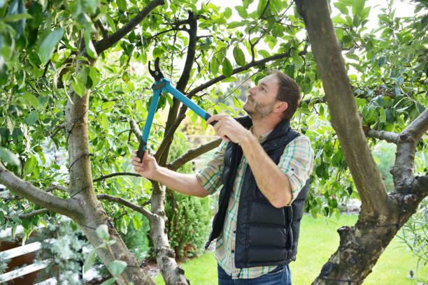 Best Fruit Tree Pruning  in Sealy, TX